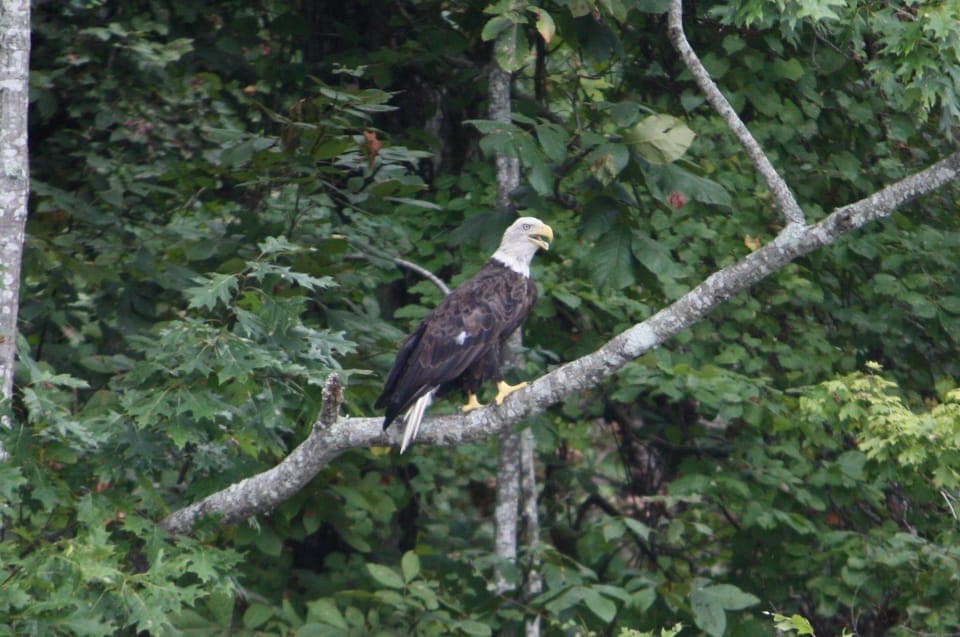 Oak Alley Plantation -N- Swamp Tour Full Day Gallery Image 4