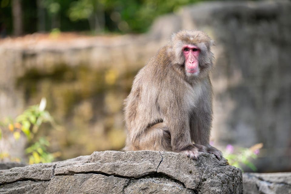 Central Park Zoo Entry Ticket Gallery Image 3