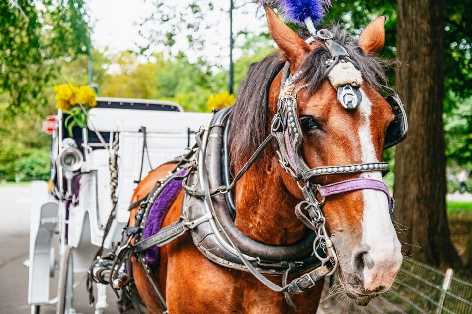 Guided Central Park Horse Carriage Ride Gallery Image 4