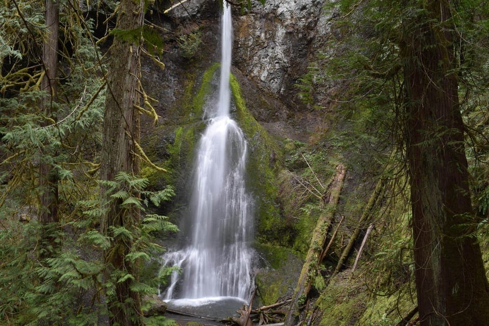 Olympic National Park: Half-Day Tour Gallery Image 4