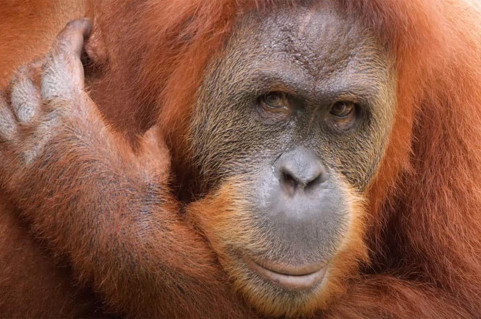 Audubon Zoo Ticket and Combination Option Gallery Image 3