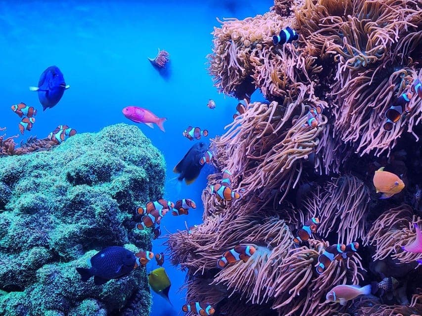 23. Private Monterey Aquarium 17 Mile Carmel - Image 23