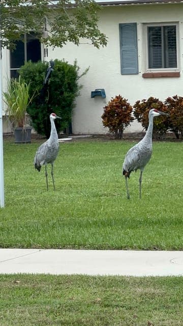 Kissimmee: Self-Guided Lakefront Tour on All Electric Bike Gallery Image 2