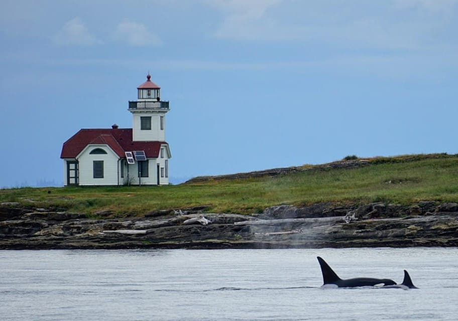 Orcas Island: Whale and Orca Guided Speedboat Tour Gallery Image 4