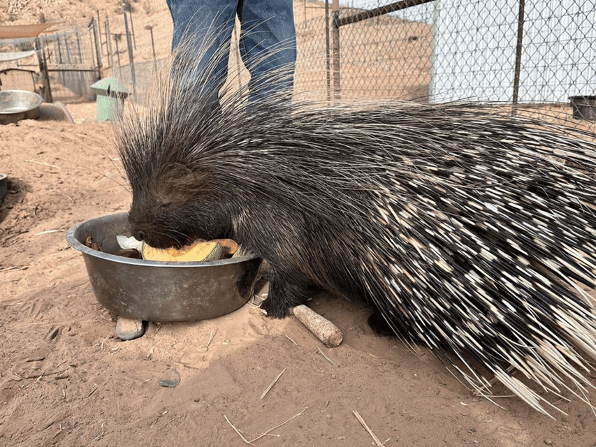 Camel Safari Zoo Safari Tram Tour Gallery Image 4