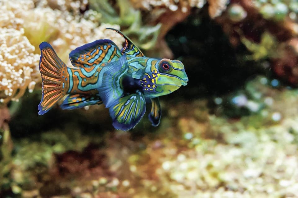 New England Aquarium Entry + Optional Simons Theatre Gallery Image 2