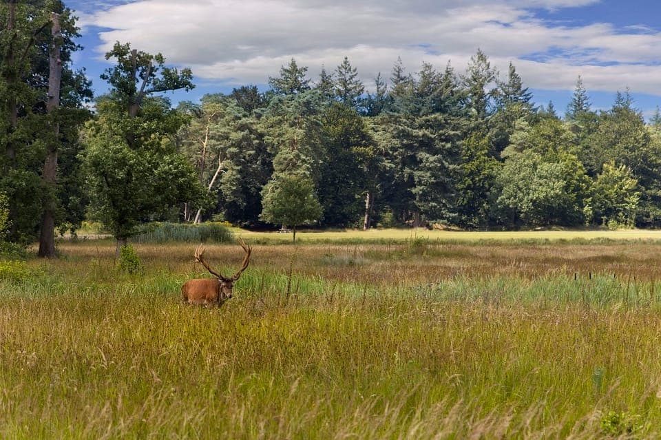 Private Tour Veluwe National Park and Kröller Müller Museum Gallery Image 2