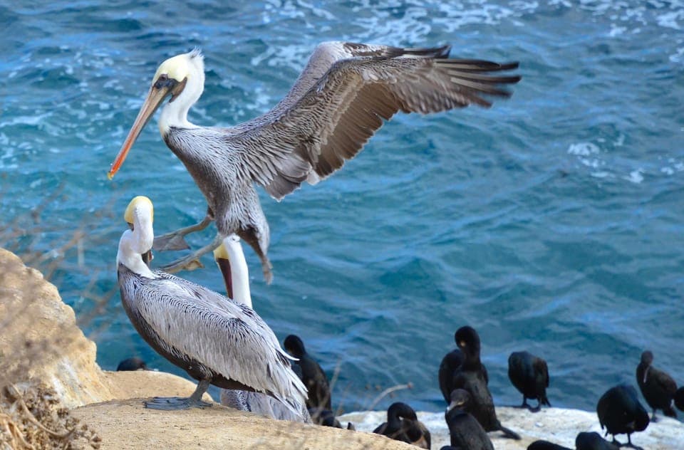 A Seaside Stroll: La Jolla's Hidden Treasures Walking Tour Gallery Image 4
