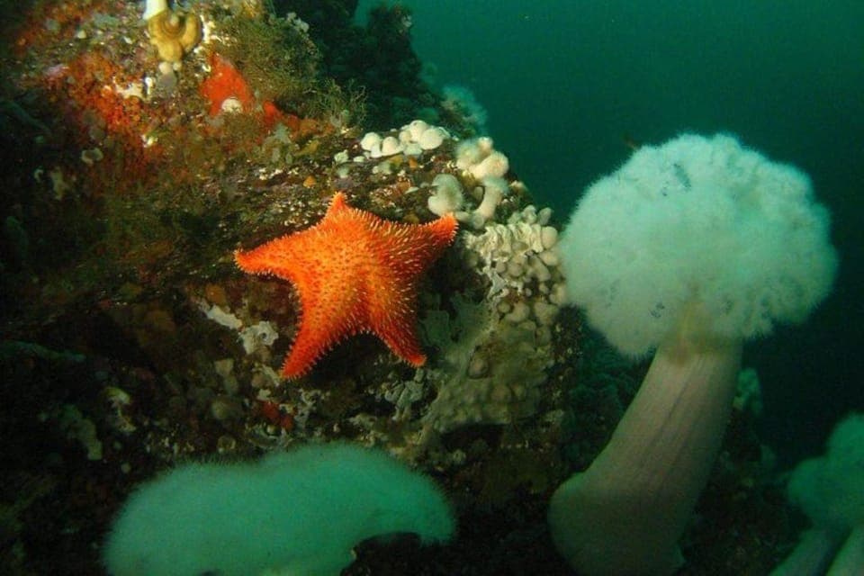 Boat Dive for Certified Diver, Tank & Weight Incl Gallery Image 2
