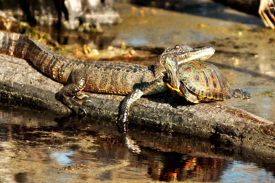 Airboat Swamp Adventure with Transportation Gallery Image 4