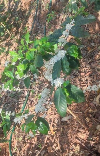 Huatulco: Private Coffee and Fruit Ranch Experience Gallery Image 4