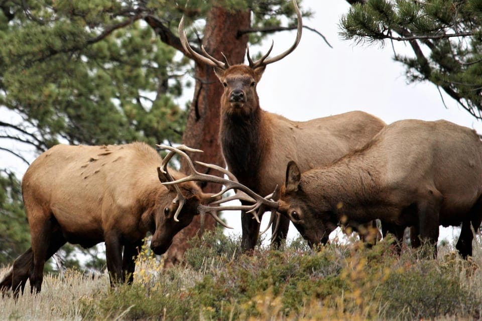 Rocky Mountain National Park: Private Hike to Emerald Lake Gallery Image 1