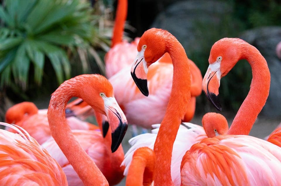 Audubon Zoo Ticket and Combination Option Gallery Image 2