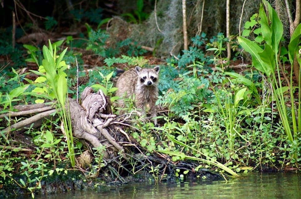 Swamp Tour on Covered Pontoon Boat Gallery Image 4