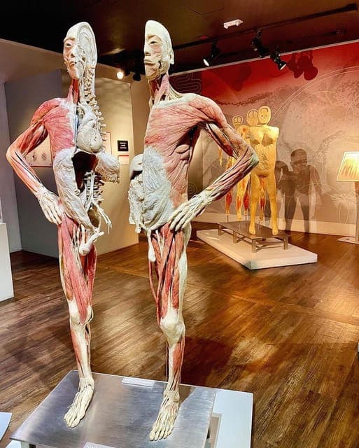 REAL BODIES at Horseshoe Las Vegas Entry Ticket Gallery Image 2