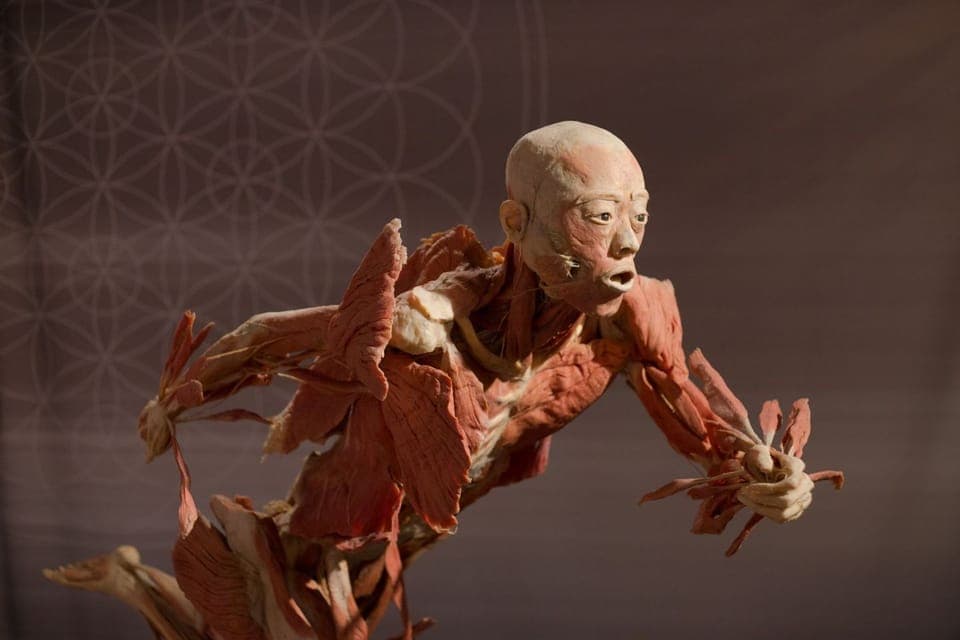 REAL BODIES at Horseshoe Las Vegas Entry Ticket Gallery Image 3