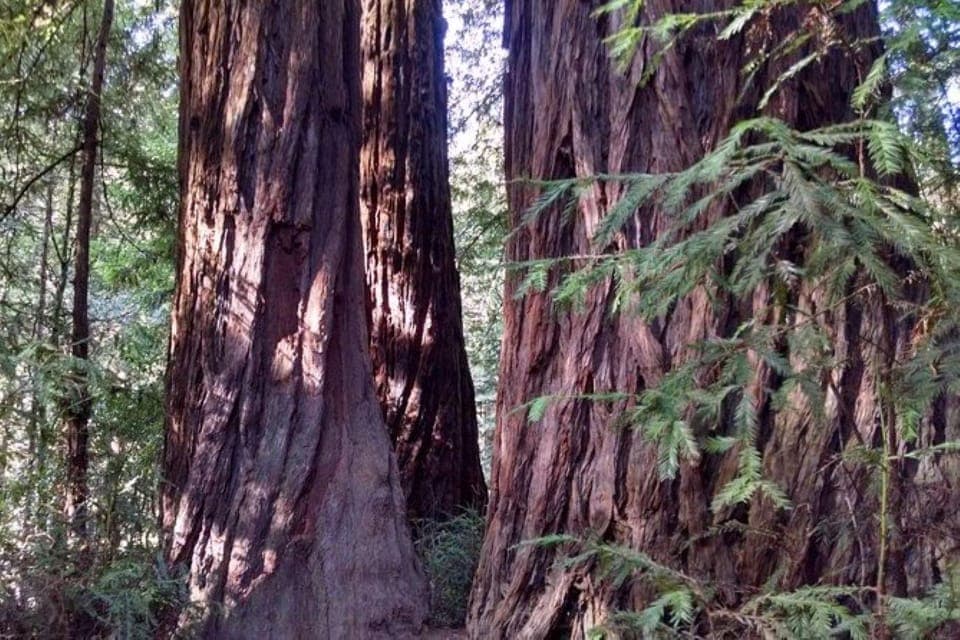 Muir Woods, Sausalito, and Tiburon Day Trip Gallery Image 2