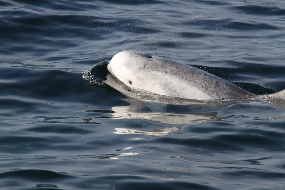 Luxury Year-round Whale Watching & Dolphin Tour Gallery Image 1