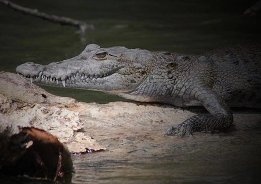 Cancun: Speedboat Adventure & Crocodile Sighting Gallery Image 4