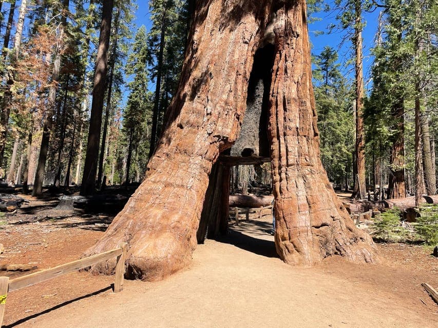 Yosemite, Giant Sequoias, Private Tour from San Francisco Gallery Image 4