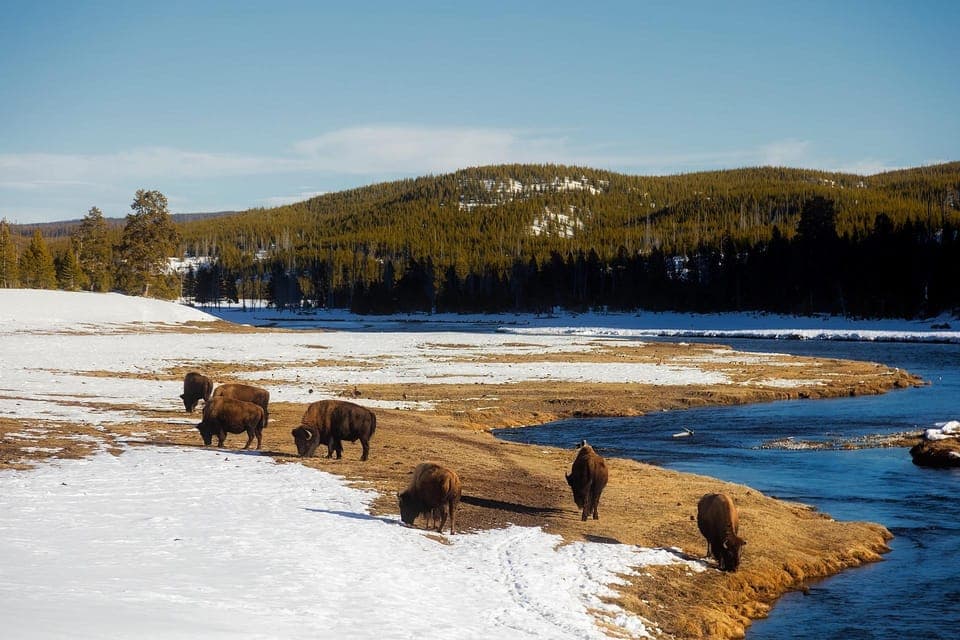 Los Angeles: 7-Day Small Group Yellowstone Tour Round Trip Gallery Image 3