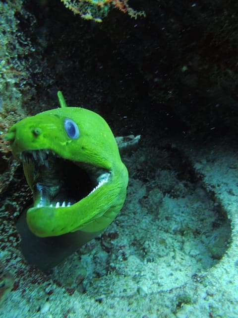 Cancun: 2 Reef Dives at Punta Cancun for Certified Divers Gallery Image 2