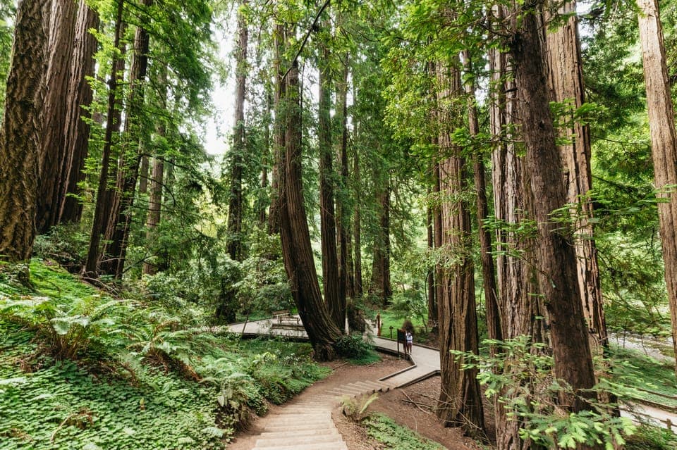 13. Muir Woods and Sausalito Small-Group Tour - Image 13
