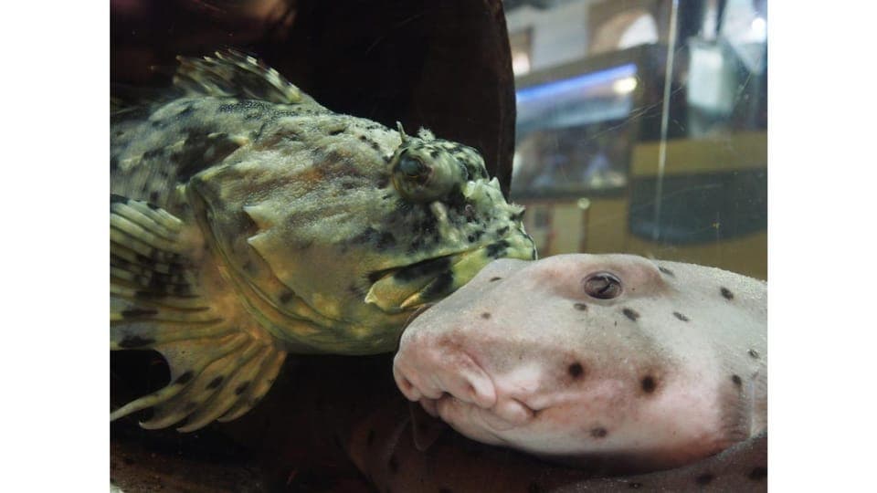 Heal The Bay Aquarium in Santa Monica Gallery Image 4