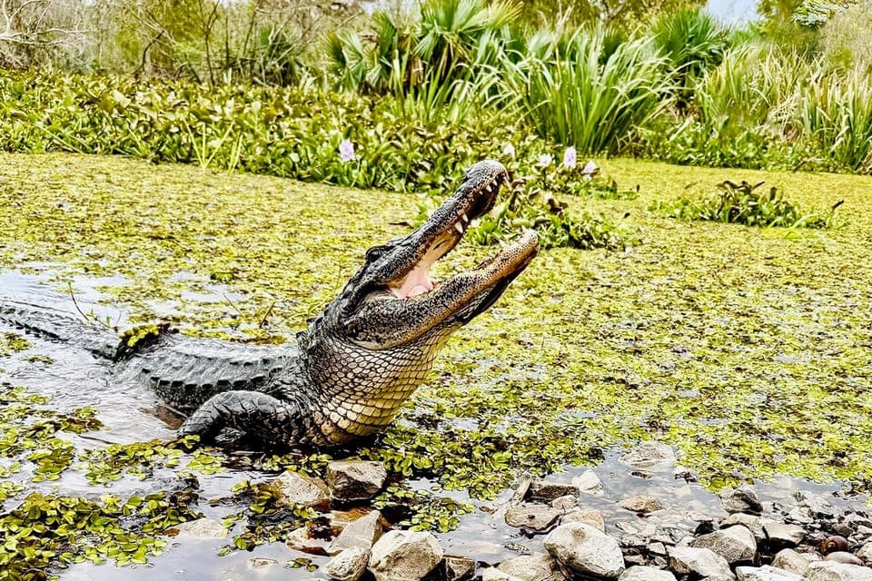 Airboat Swamp Adventure with Transportation Gallery Image 2