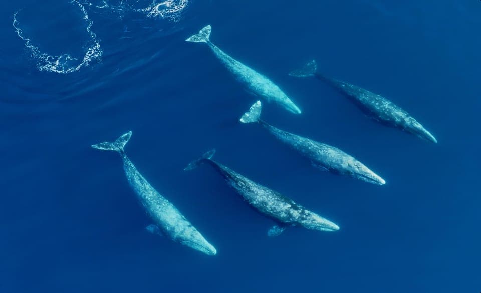 Whale and Dolphin Watching Speedboat Tour Gallery Image 3