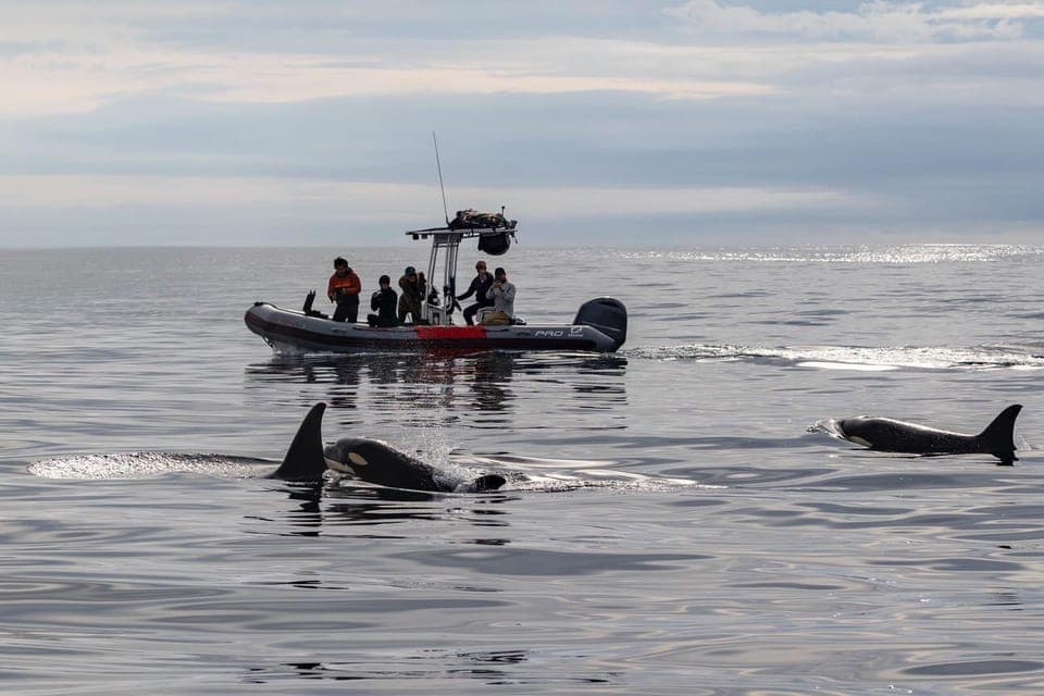 Whale and Dolphin Watching Speedboat Tour Gallery Image 2