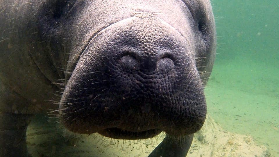 Blue Springs Manatee Kayak Tour Gallery Image 4