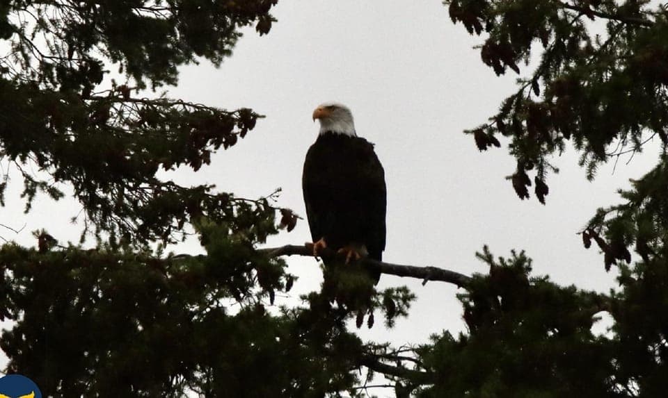 Vancouver Whale Watching Safari Gallery Image 4
