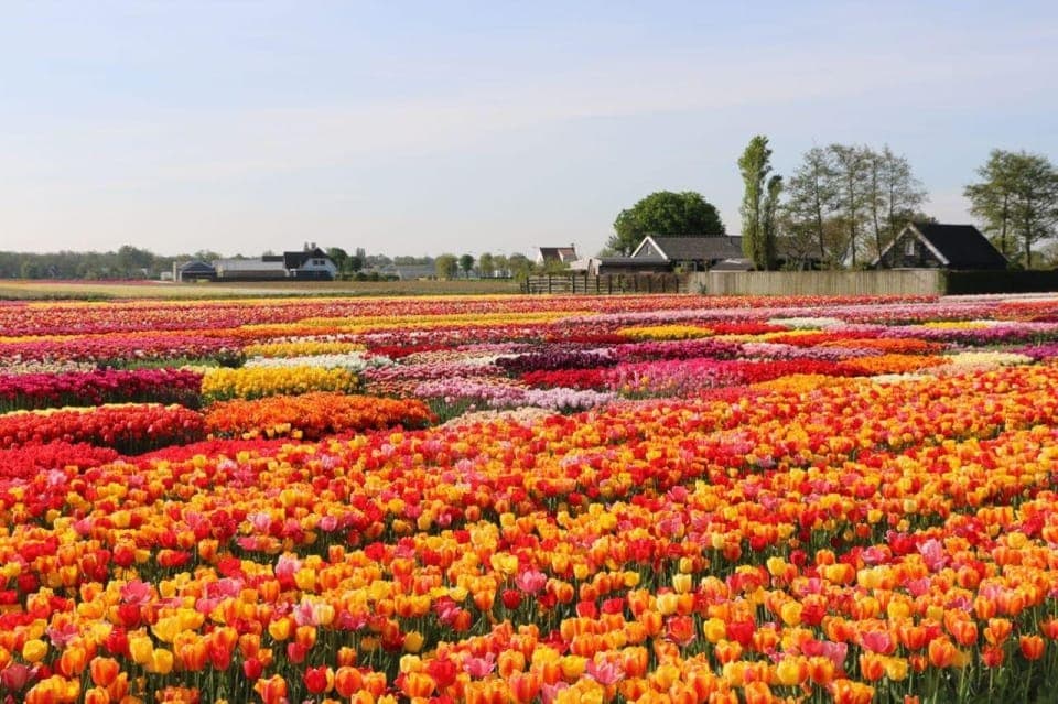 37. Private tour Tulips, Keukenhof, Windmill & Cheese - Image 37