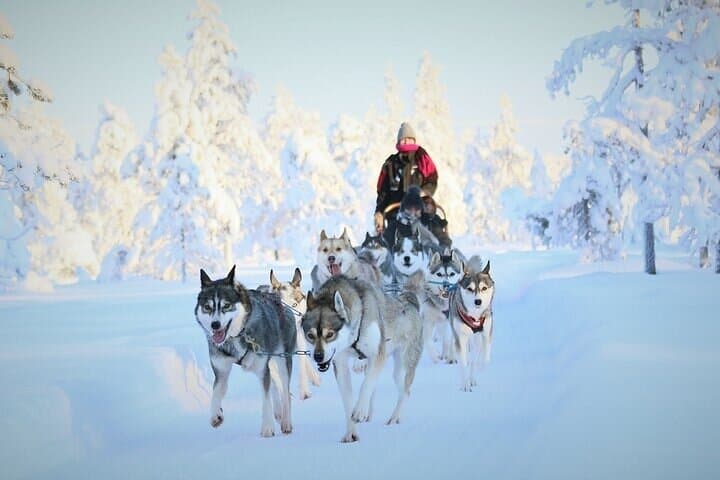 8–10 km Husky Ride in the Taiga and Visit Other Farm Animals