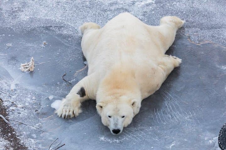 Ranua Zoo Family Tour from Rovaniemi